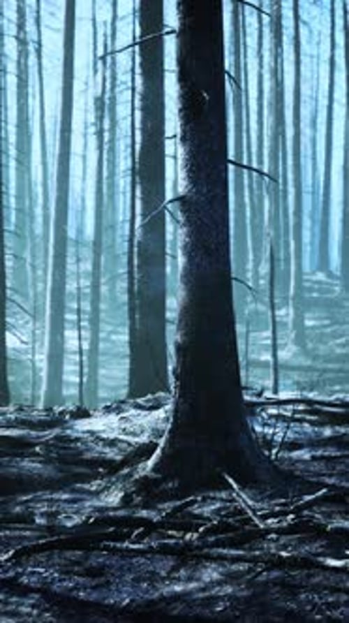 Forest Fire in the Afternoon