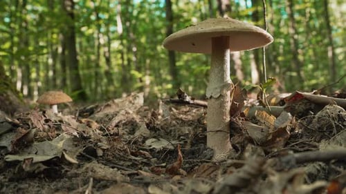 Wild Forest Umbrella Mushroom Growing on Leaf Litter Natural Woodland