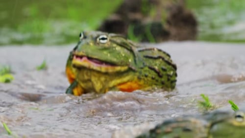 African Giant Bullfrogs Attacking And Fighting (Pyxicephalus Adspersus) In A Pond. Tracking Shot