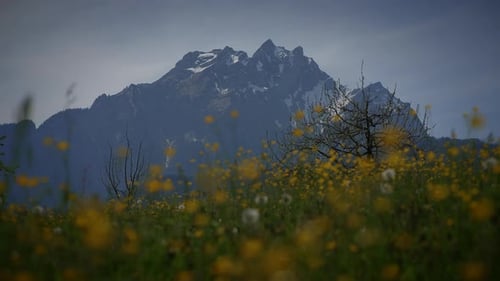 Colorful Vivid Spring Flowers Blooming on Wild Grass Field Outside