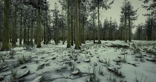 Winter Landscape in a Snow Covered Forest with Tall Trees and Rocky Terrain