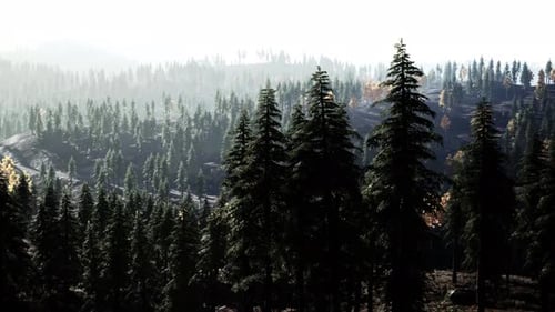 Misty Mountain Forest Landscape in the Morning