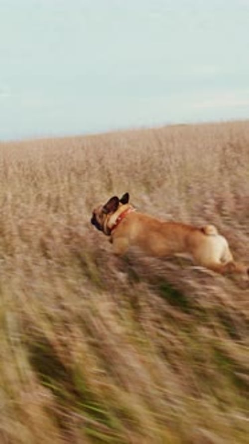 Dog running through field of tall golden grass