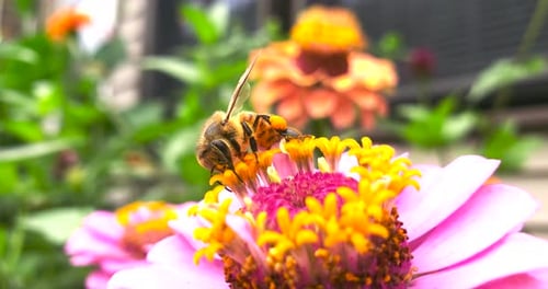 Close up macro shot of bee pollinating a pink flower outside in 4k.