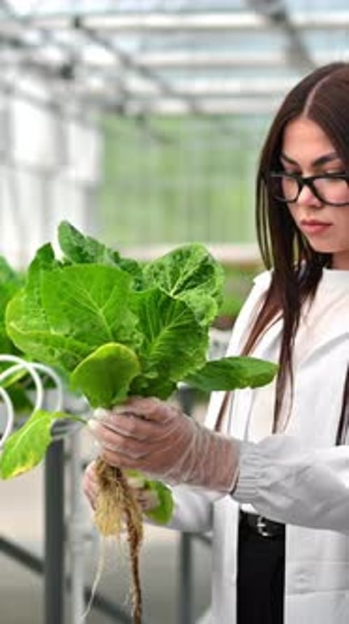 Laboratory technician in a white coat, analysing lettuce grown with the Hydroponic method in a green