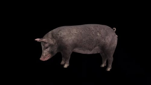 Animated Realistic Pig Sniffing and Rooting on Alpha Channel