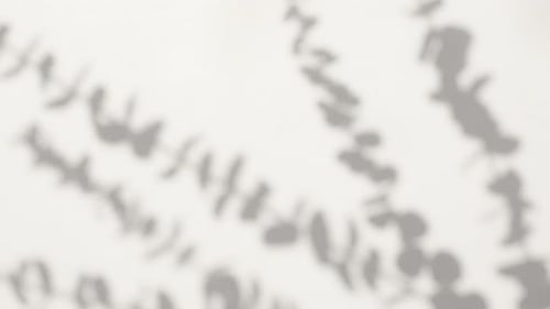 Abstract silhouette overlay shadows white background of natural leaves tree branch falling on wall.