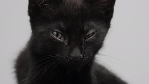 Tired Black Kitten cant stay awake