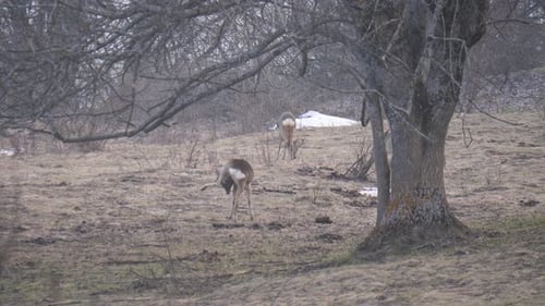 Deer Grazing in Field near Bare Trees in Winter