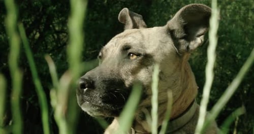 Dog Portrait Outdoors