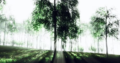 Sunlight Filters Through Trees in a Lush Forest at Dawn
