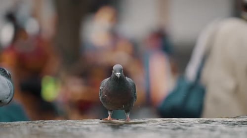 Homing Pigeons Walking, Flying And Drinking Water On A Fountain- Selective Focus Shot