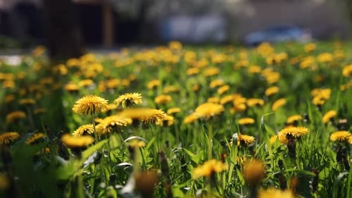 Kamera bewegt sich vorwärts durch gelbe Löwenzahnblüten und frisches frühlingsgrünes Gras auf einer hübschen Wiese