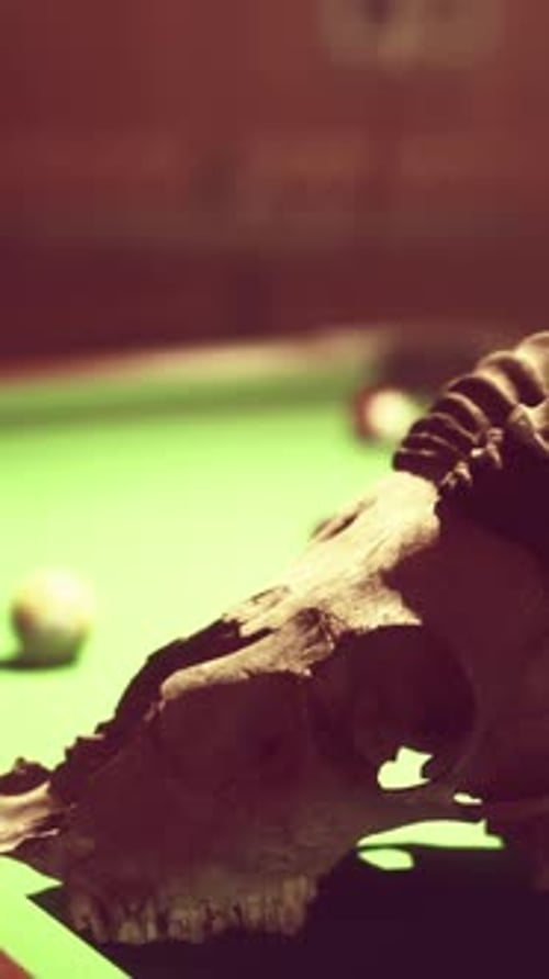 An Animal Skull is on a Pool Table