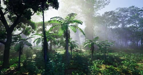 Lush Tropical Forest with Tall Ferns Under Vibrant Sunlight