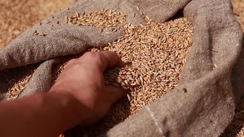 A farmers hands checks the wheat the quality grains harvests and pour out in bag. Agronomist examine
