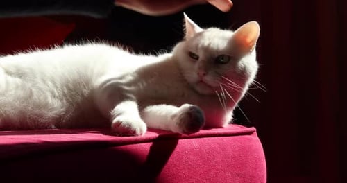White Cat Relaxing Indoors on a Red Cushion