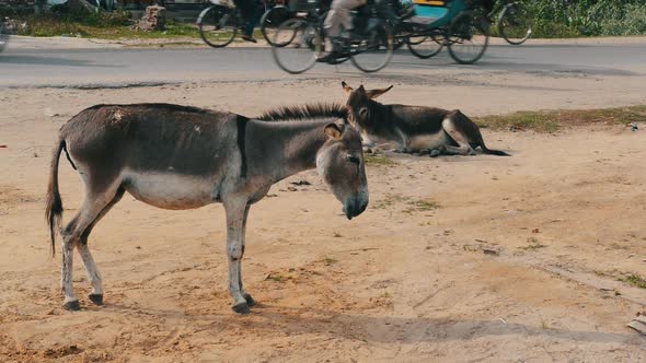 Nepal Donkeys chilling on the road, Nature Stock Footage ft. rickshaw ...