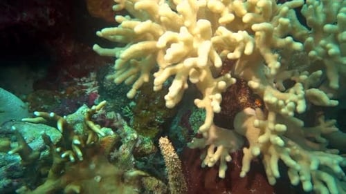Tunicate and Sinularia coral on tropical reef.