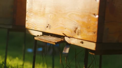Close Up Portrait of Beehive with Active Honey Bees at Summer Day Colony of Bees at Work in Hive