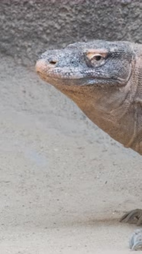 Monitor Lizard Komodo Dragon est assis et regarde la caméra Moniteur Lézard en gros plan