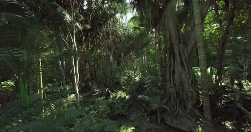 Peaceful Forest Sanctuary Featuring Ancient Roots and Reflective Waters
