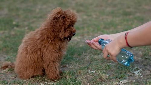 Thirsty Dog Drinking Water from Hand in Park