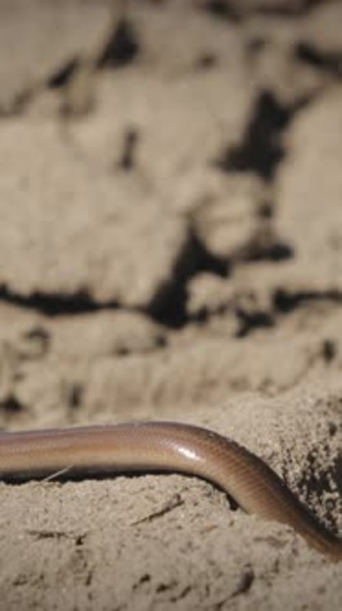 Anguis Fragilis Is A Legless