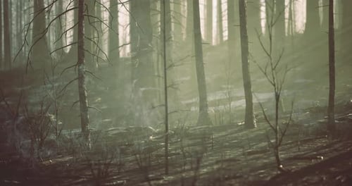 Sunlight Filtering Through Trees in a Quiet Forest During Early Morning Hours