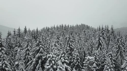 Snowy Pine Trees During Winter With The Frozen Lake In Idaho, USA. - aerial shot