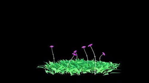 Flower Patch Growing