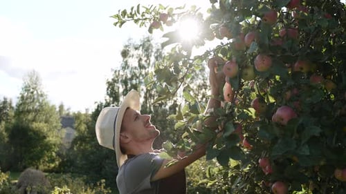 Happy Man Harvests Ripe Apples in Sunny Orchard