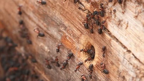 Fourmis de la forêt rouge (Formica Rufa) sur un vieux tronc d'arbre tombé