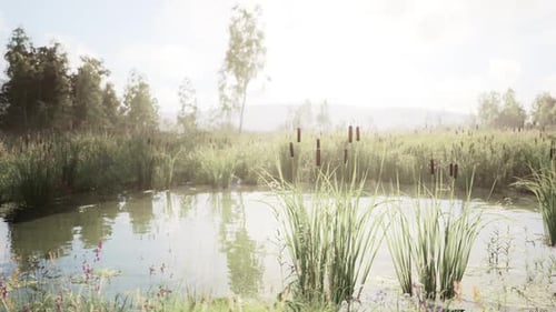 Lush Pond Landscape with Reeds and Cattails in Sunlight