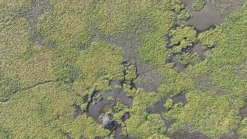Flying Over A Swamp With Green Water Lilies A Top Drone Shot