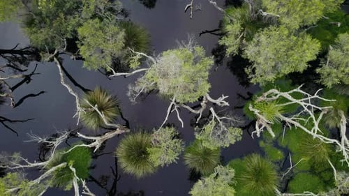 Lush wetlands with diverse vegetation and reflective waters