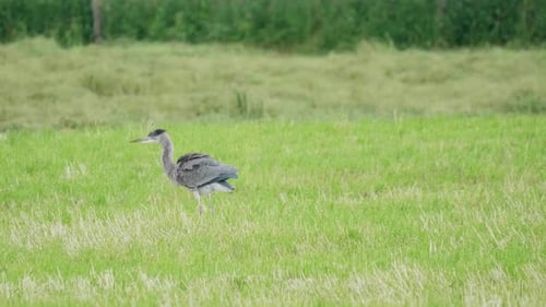 Graureiher auf der Wiese