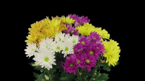 Colorful Chrysanthemums Blooming Time Lapse on Black Background
