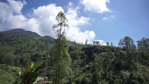 beautiful natural landscape mountains hilly nature panorama, with forest of tall green trees