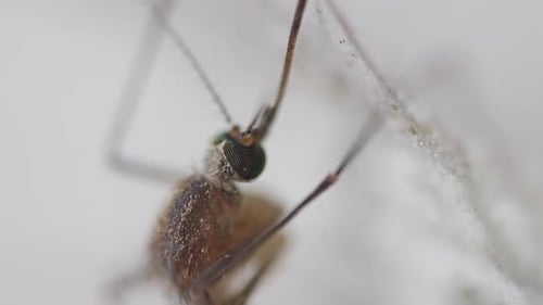 Close-up of Mosquito's Compound Eyes Vertical Perch
