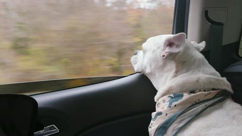 White Dog Looks Out Car Window During Trip