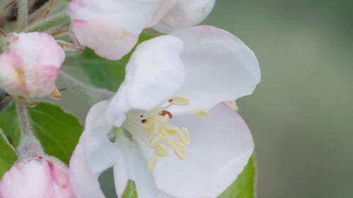 Closeup shot of the white and pink apple blossom flower on a apple tree in spring time.