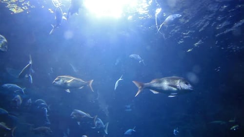 Fish Swimming Underwater in Natural Habitat, Blue Water