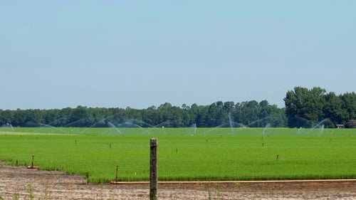 Breathtaking And Beautiful View Of Sprinkler Irrigation In Agricultural Fields