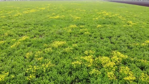 aerial view of the green rapeseed canola field in spring