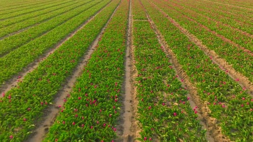 Aerial View of Tulip Field in Full Bloom