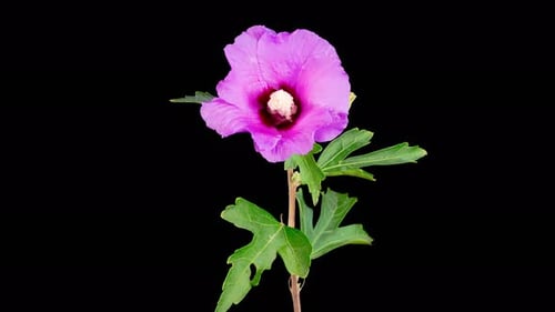 Wunderschöne rosa Hibiskusblüte öffnen