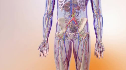 Detailed 3D Human Anatomy and Cellular Biology Visualization