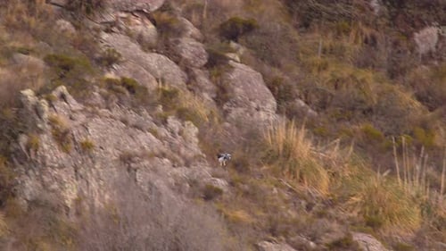 Wide Shot of Black Chested Buzzard Eagle swooping down in attacking posture into the valley with its