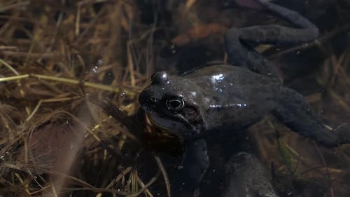 Frog croaking in pond water in spring, close up